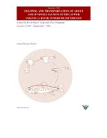 Trapping and Transportation of Adult and Juvenile Salmon in the Lower Umatilla River in Northeast Oregon 19951996  Umatilla River Basin Trap and Haul Program Annual Progress Report October 1995September 1996