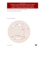 Trapping and transportation of adult and juvenile salmon in the Lower Umatilla River in Northeast Oregon Umatilla River Basin Trap and Haul Program October 1994September 1995